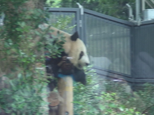 上野動物園のパンダ平成23年10月9日